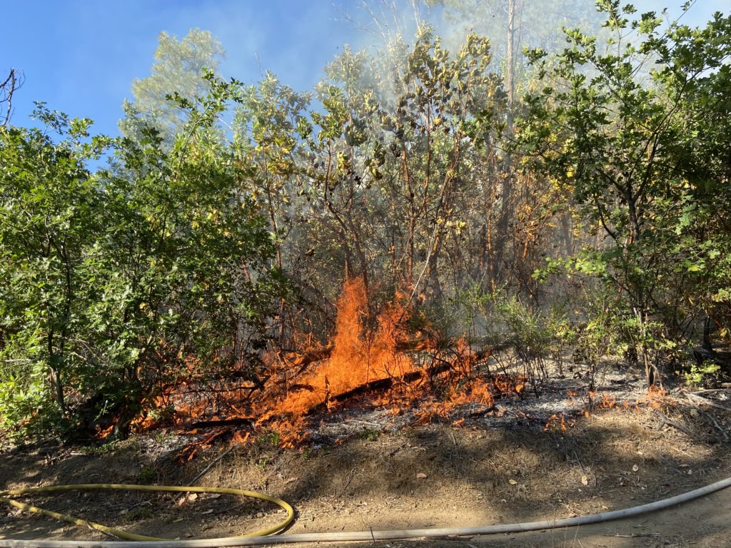 Fire in trees