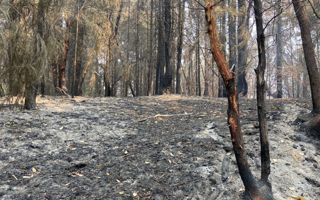 Fire lines in southwest Oregon hold through strong winds, mop-up continues