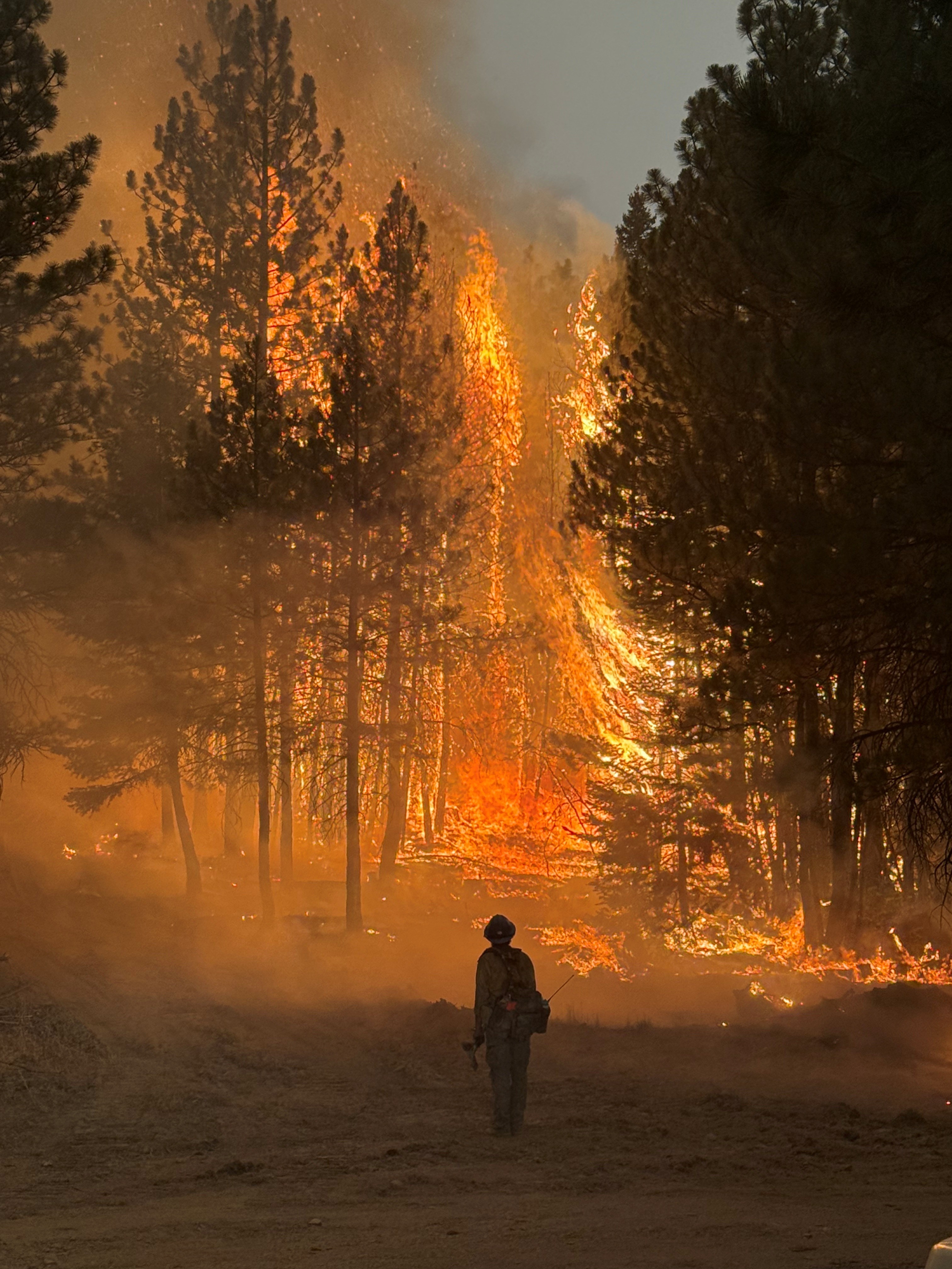 Firefighter walking in a burning forest.